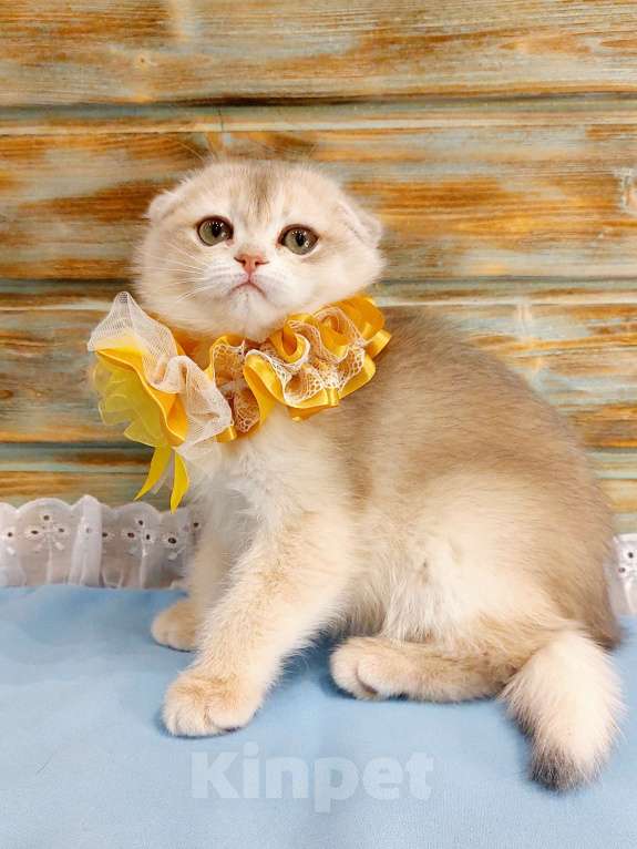 Кошки в Санкт-Петербурге: Шотландская шиншилла фолд девочка  Девочка, 50 000 руб. - фото 4