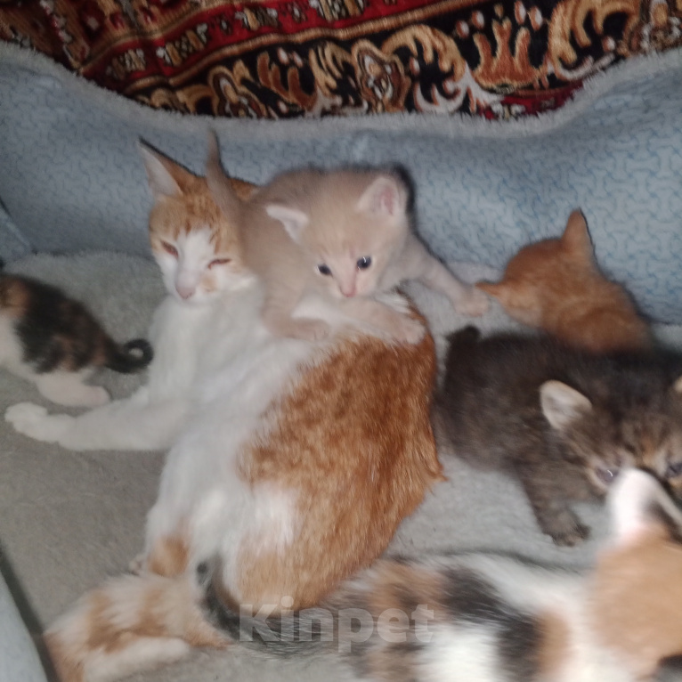 Кошки в других городах Самарской области: Котята Мальчик, Бесплатно - фото 4