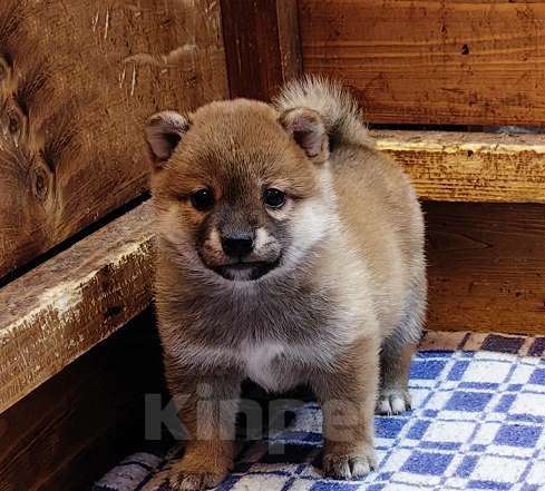 Собаки в Москве: Сиба ину. Щенки. Девочка, 50 000 руб. - фото 2