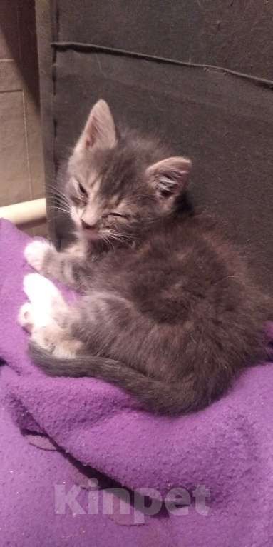 Кошки в Томске: Котёнок в добрые руки Девочка, Бесплатно - фото 8