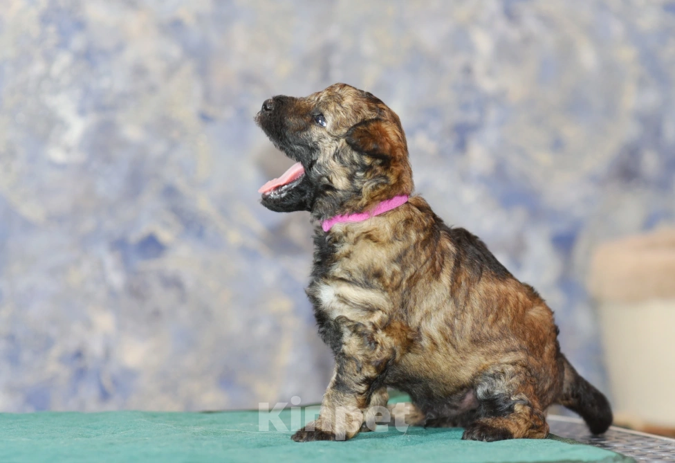 Собаки в Москве: Щенок фиолетовая лента  пуми  Мальчик, 90 000 руб. - фото 4