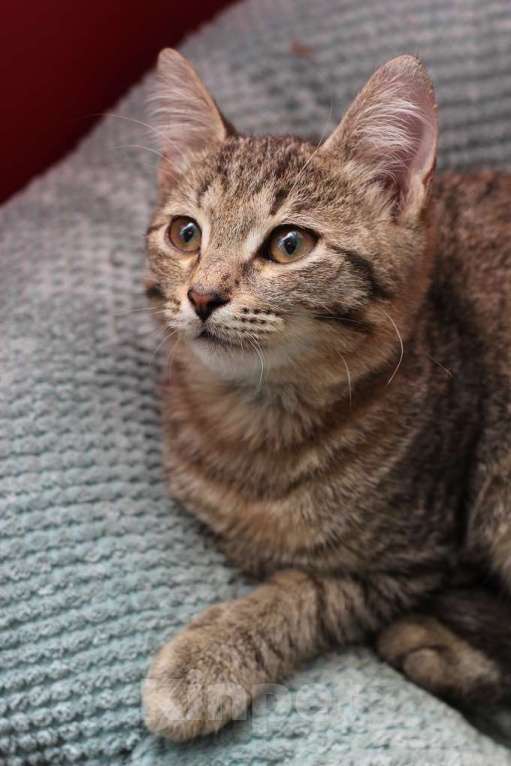 Кошки в Москве: Ласковый котенок Матроскин в добрые руки Мальчик, Бесплатно - фото 4