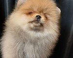 Собаки в Екатеринбурге: Померанский шпиц  Девочка, 1 руб. - фото 2
