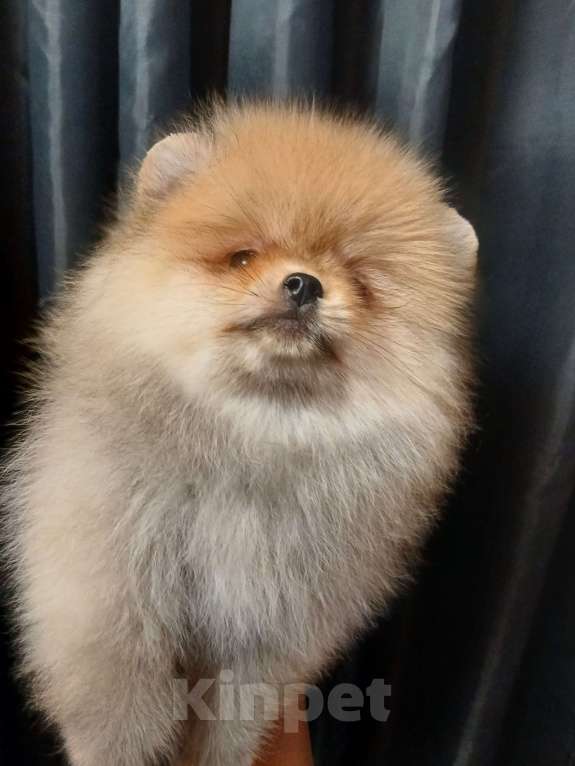 Собаки в Екатеринбурге: Померанский шпиц  Девочка, 1 руб. - фото 2