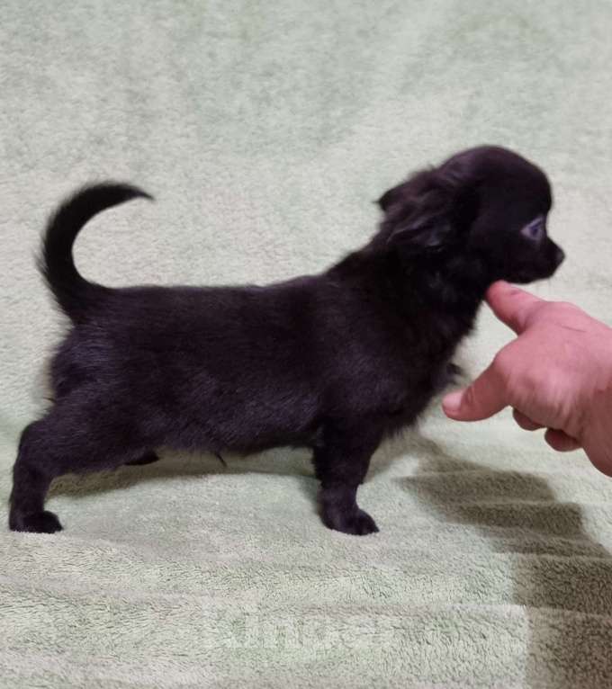 Собаки в Наро-Фоминске: Парень чихуахуа Мальчик, 30 000 руб. - фото 2