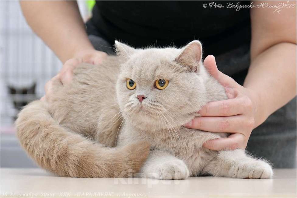 Кошки в Воронеже: Лиловая британская девочка  Девочка, 60 000 руб. - фото 6