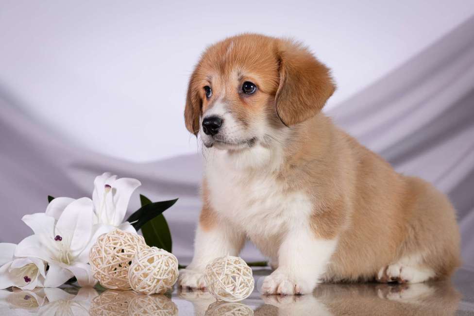 Собаки в Москве: Продам щенка вельш корги пемброк Девочка, 70 000 руб. - фото 5