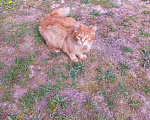 Кошки в Рузе: Найдена Кошка. Деревня Тишино. Рузский район .Рыжая. На шее был желтый ошейник.  Девочка, Бесплатно - фото 4