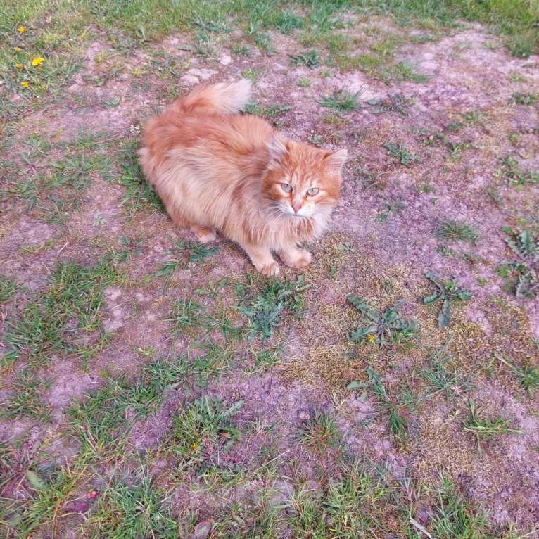 Кошки в Рузе: Найдена Кошка. Деревня Тишино. Рузский район .Рыжая. На шее был желтый ошейник.  Девочка, Бесплатно - фото 4