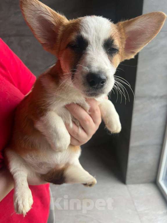 Собаки в Москве: Щенки метисы вельш корги и джек-рассел-терьера Девочка, 1 руб. - фото 2