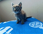 Кошки в Москве: Котёнок полтора месяца Тишка Мальчик, Бесплатно - фото 2