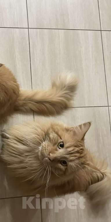 Кошки в Можге: !!!ПОТЕРЯЛСЯ КОТ!!! Мальчик, 10 000 руб. - фото 3