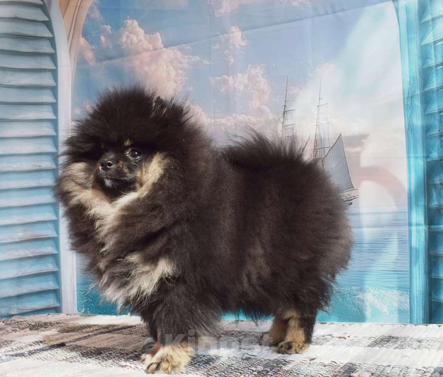 Собаки в Волгодонске: Померанский шпиц РКФ Девочка, 50 000 руб. - фото 1