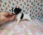 Собаки в Москве: Чихуахуа щенки Мальчик, 15 000 руб. - фото 8