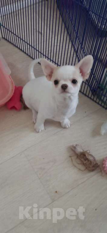 Собаки в Москве: Беленький мальчик чихуахуа Мальчик, 25 000 руб. - фото 5