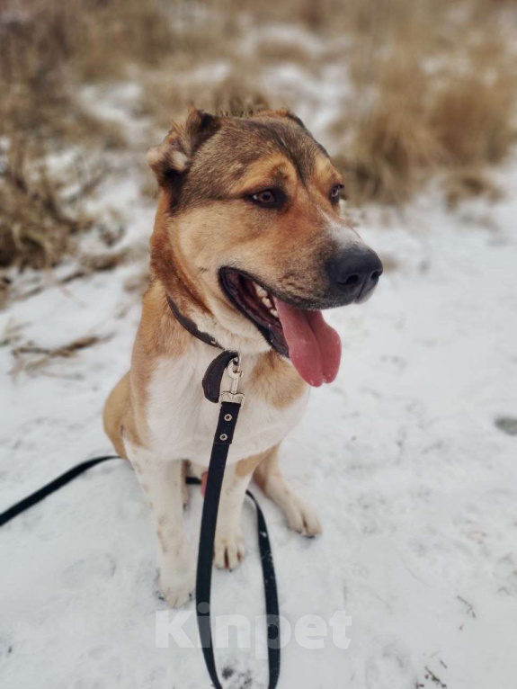 Собаки в Москве: Милый алабай Гоша ищет дом Мальчик, Бесплатно - фото 1