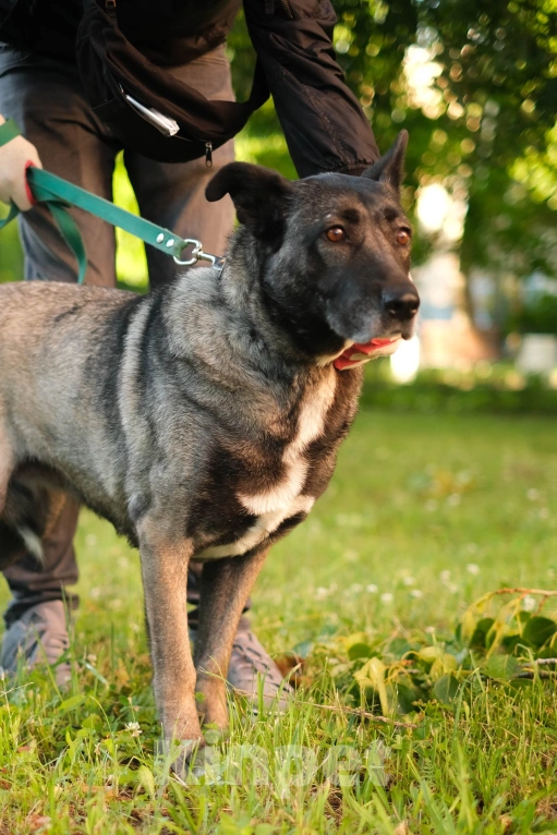 Собаки в Санкт-Петербурге: Грейс из приюта в добрые руки Девочка, Бесплатно - фото 4