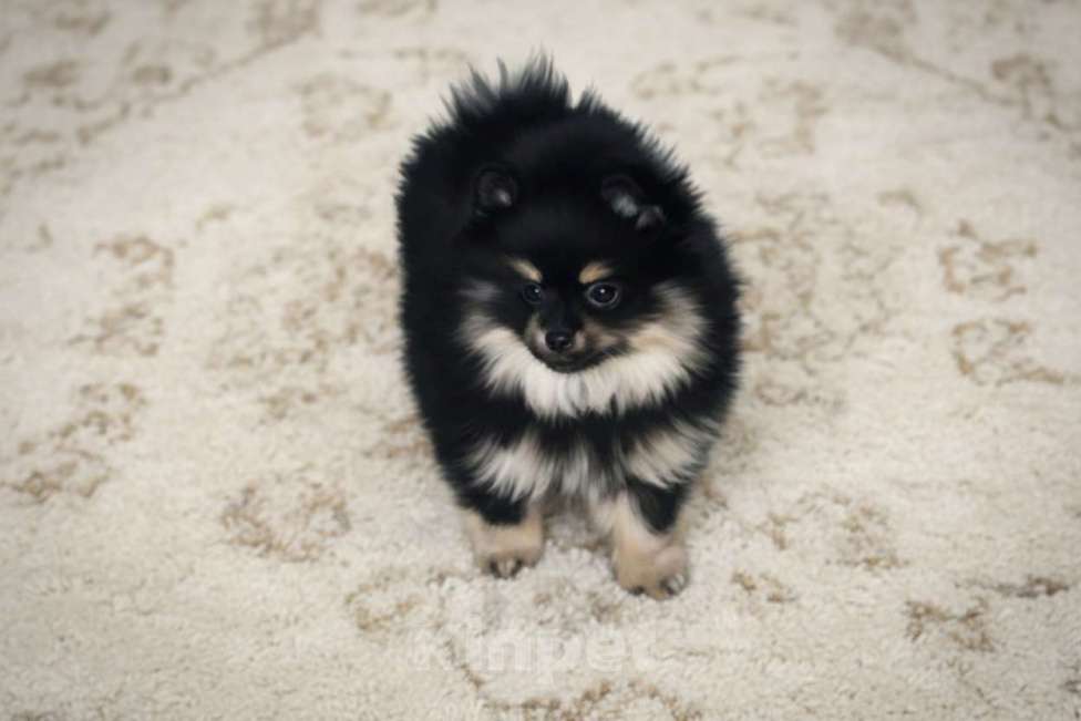 Собаки в Раменском: Девочка шпица Девочка, 50 000 руб. - фото 2