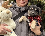 Собаки в Москве: Красивые щенки 2 мес в дар! Дайте шанс стать домашними! Девочка, Бесплатно - фото 2