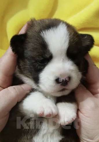 Собаки в других городах Красноярского края: Щенки вельш корги кардиган Мальчик, 60 000 руб. - фото 1