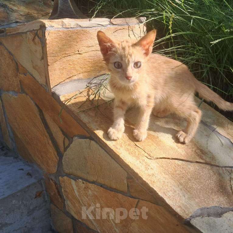 Кошки в Москве: Котенок Абрикос и Персик  2,5 месяца - лучик Крымского солнышка  Мальчик, Бесплатно - фото 1