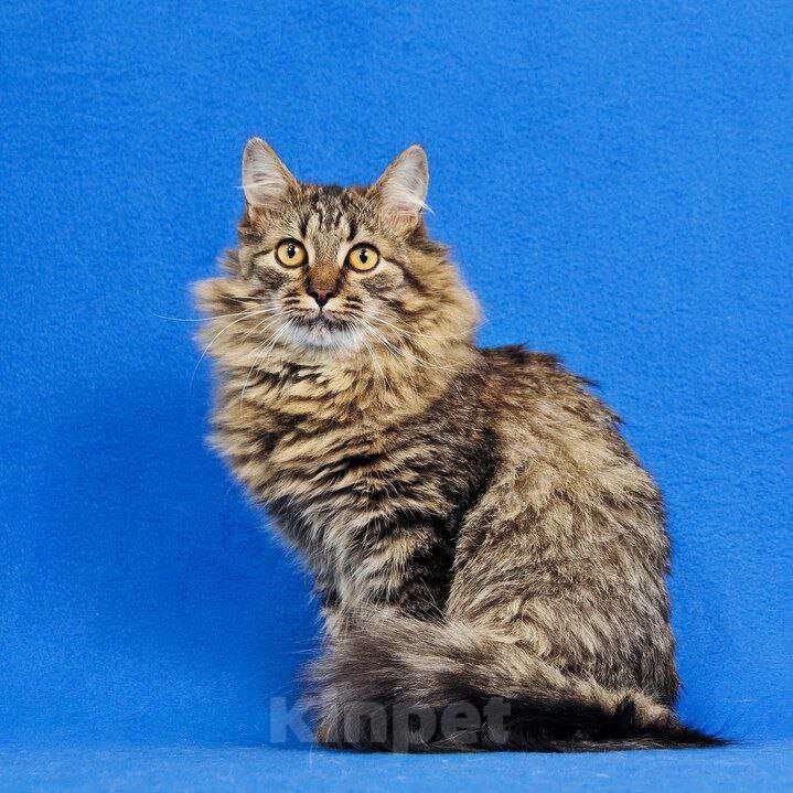 Кошки в Москве: котенок Орешек ищет дом Мальчик, Бесплатно - фото 2