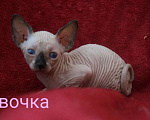 Кошки в Кемерово: Канадский сфинкс велюр Девочка, 15 000 руб. - фото 2