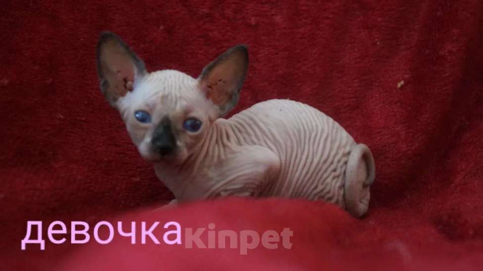 Кошки в Кемерово: Канадский сфинкс велюр Девочка, 15 000 руб. - фото 2