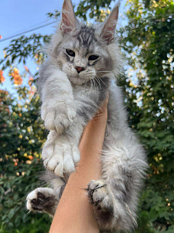Объявление: Котята мейн-кун, 60 000 руб., Ставрополь