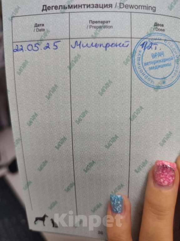 Кошки в Симферополе: Клео - малышка с особенностью Девочка, Бесплатно - фото 3