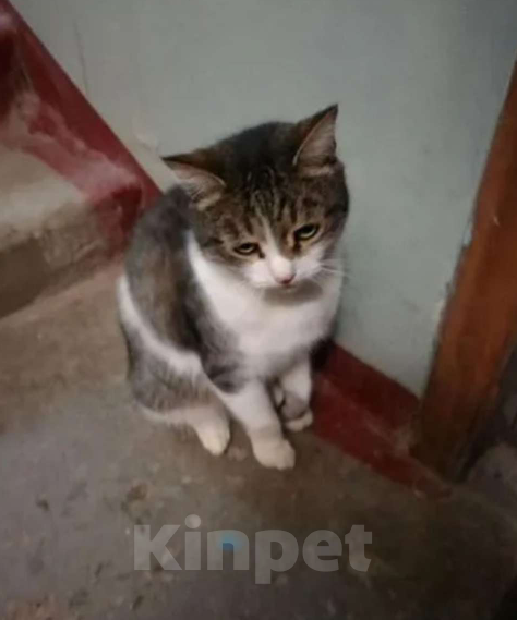 Кошки в Нижнем Новгороде: Домашний котик ищет любящих  и заботливых хозяев Мальчик, Бесплатно - фото 4