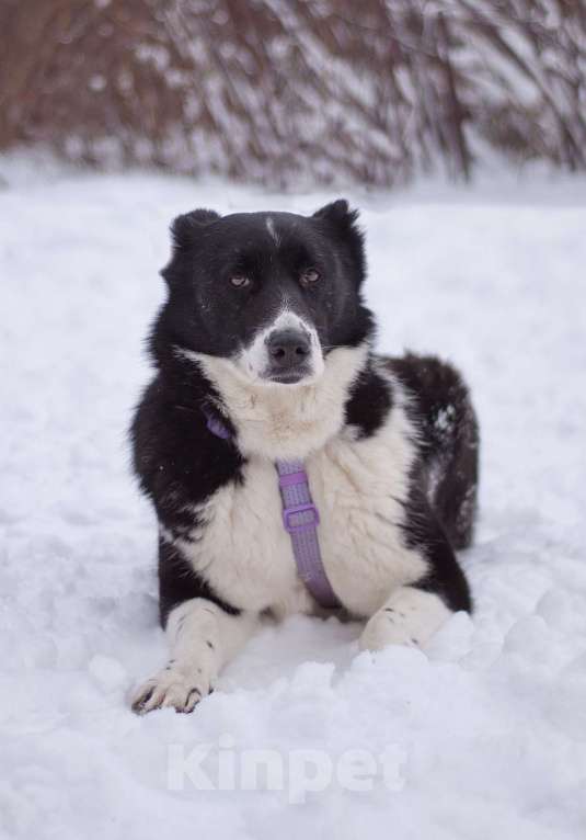 Собаки в Москве: Умная и послушная Сона в поиска дома Девочка, Бесплатно - фото 2