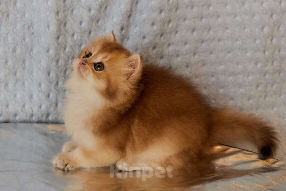 Кошки в Челябинске: Мальчик Золотая шиншилла ny 12 Мальчик, 80 000 руб. - фото 3