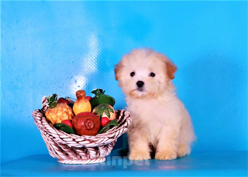 Собаки в Москве: мальтипу Ф1 щенки Мальчик, 80 000 руб. - фото 6