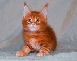 Кошки в Москве: Котенок мейн кун кот Мальчик, 45 000 руб. - фото 4