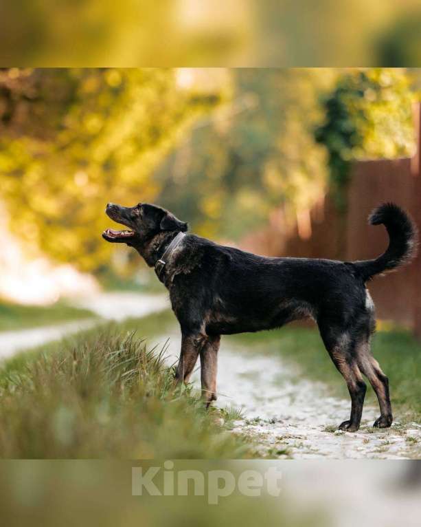 Собаки в Москве: Мелкашка собака для квартиры. Кайли в добрые руки Девочка, Бесплатно - фото 2