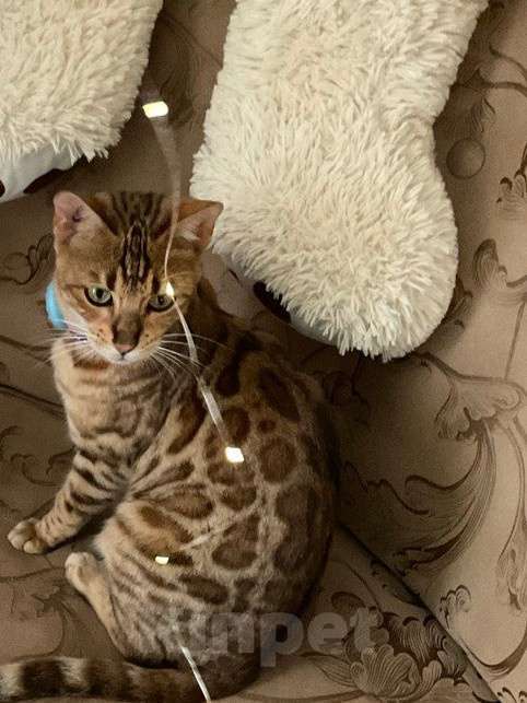 Кошки в Курганинске: Пропала кошка! Девочка, 5 000 руб. - фото 2