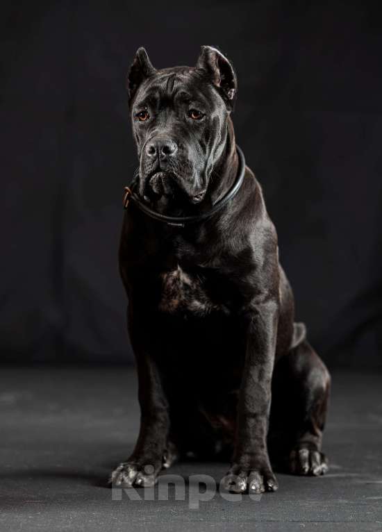 Собаки в Самаре: Кане Корсо изысканная класика Девочка, 45 000 руб. - фото 2