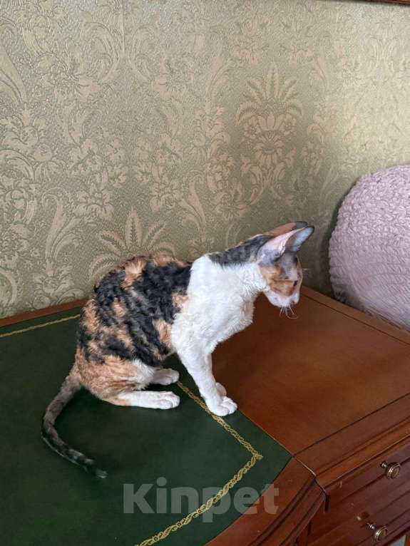 Кошки в Санкт-Петербурге: Корниш -рекс  Девочка, 45 000 руб. - фото 4