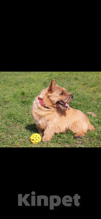 Собаки в Новосибирске: Вязка Мальчик, Бесплатно - фото 6