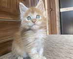 Кошки в других городах Московской области: Мейн-кун Мальчик, 50 000 руб. - фото 3
