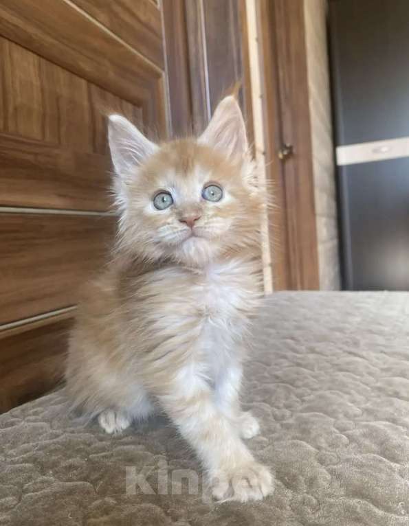 Кошки в других городах Московской области: Мейн-кун Мальчик, 50 000 руб. - фото 3