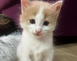 Кошки в Москве: Котенок даром в добрые руки. Девочка, Бесплатно - фото 3