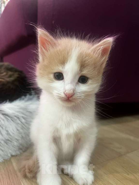 Кошки в Москве: Котенок даром в добрые руки. Девочка, Бесплатно - фото 3