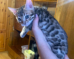 Кошки в Санкт-Петербурге: Бенгальские котята клубные Девочка, 27 000 руб. - фото 7