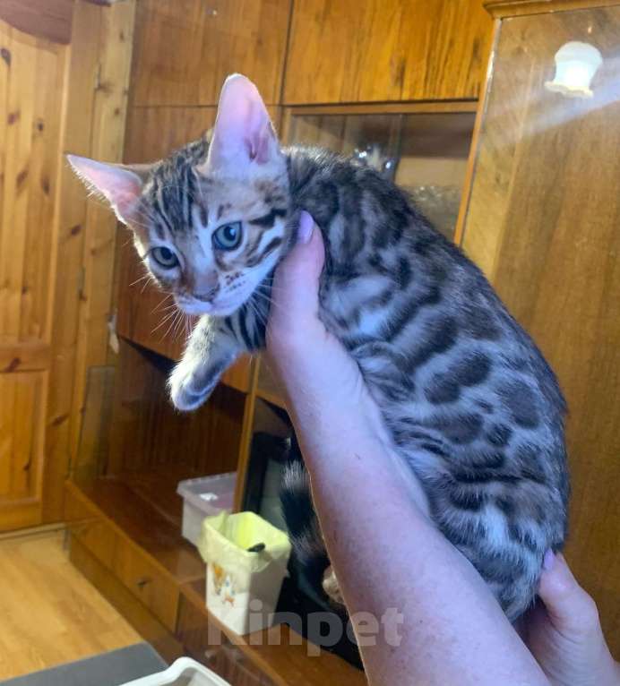 Кошки в Санкт-Петербурге: Бенгальские котята клубные Девочка, 27 000 руб. - фото 7