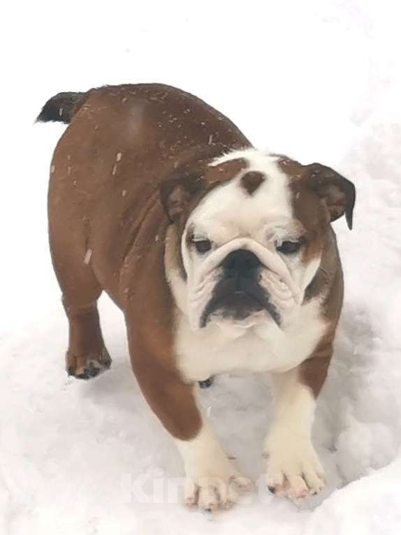 Собаки в других городах Московской области: Очаровательная девочка английского бульдога Девочка, 60 000 руб. - фото 5