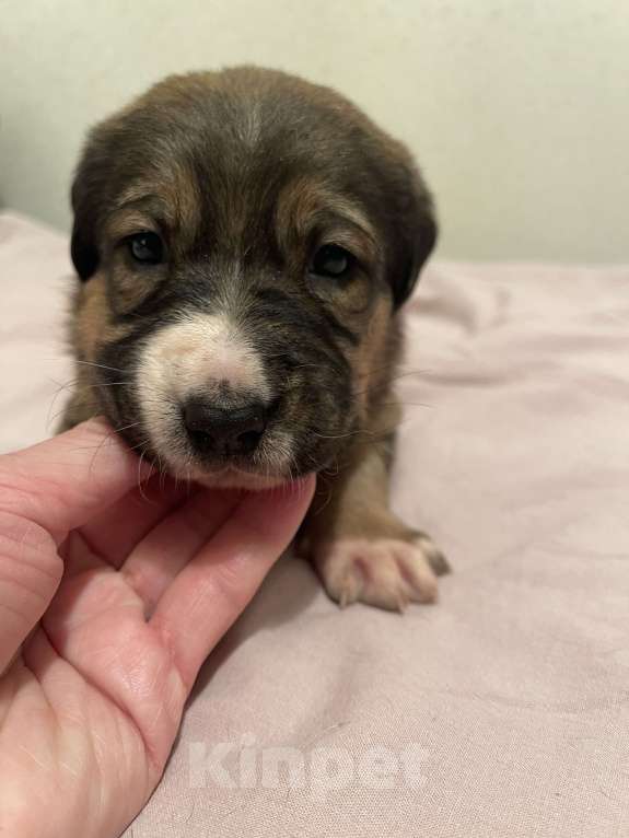 Собаки в Екатеринбурге: Щенки в добрые руки Мальчик, 500 руб. - фото 6