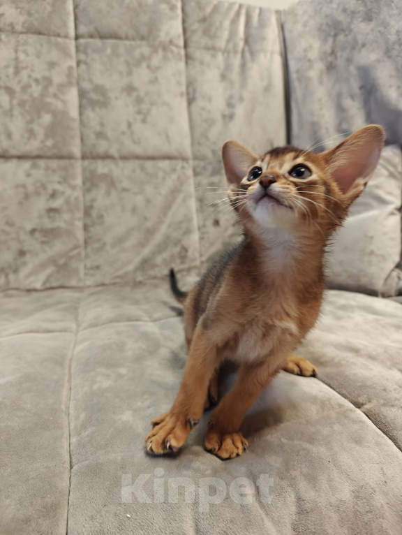 Кошки в Мытищах: Абиссинские котята в домашние любимцы Мальчик 2 Мальчик, 45 000 руб. - фото 2