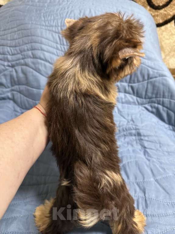 Собаки в Жуковском: Очаровательные щенки цветного йорка Мальчик, 25 000 руб. - фото 4